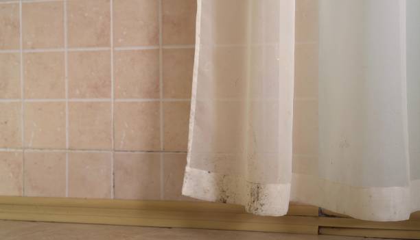 Reliable Monongah, WV Mold Removal Solutions