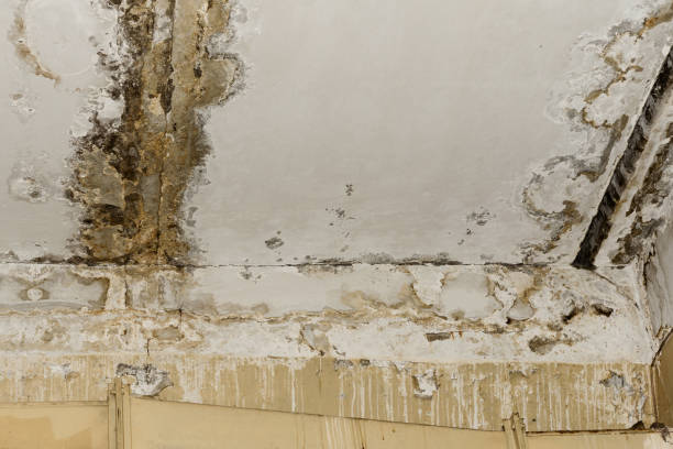 Best Residential Mold Inspection & Testing  in Monongah, WV