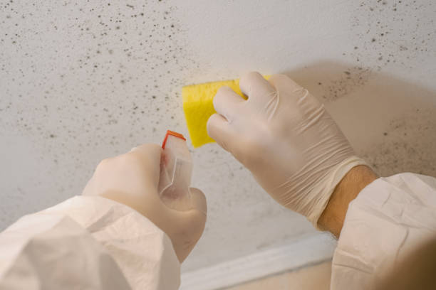 Best Air Quality Testing for Mold Spores  in Monongah, WV