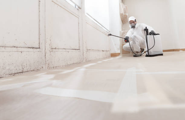 Best Basement Mold Removal  in Monongah, WV