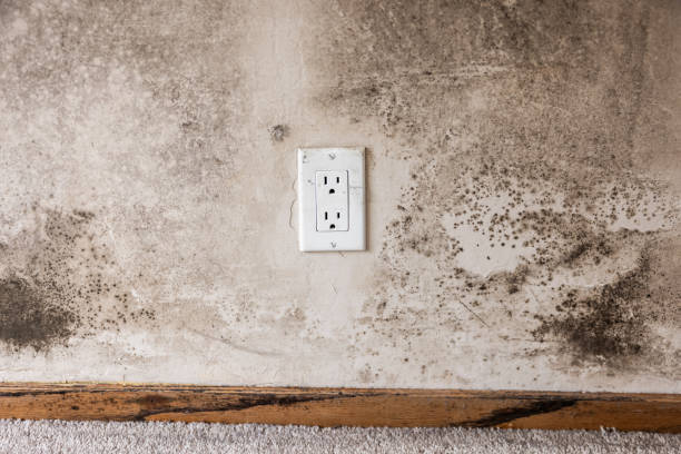 Best Commercial Mold Inspection  in Monongah, WV