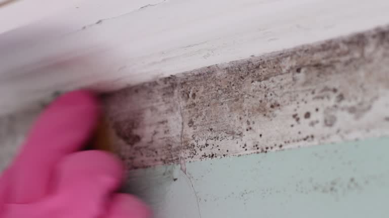 Best Mold Removal for HVAC Installations  in Monongah, WV